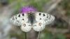 Parnassius phoebus